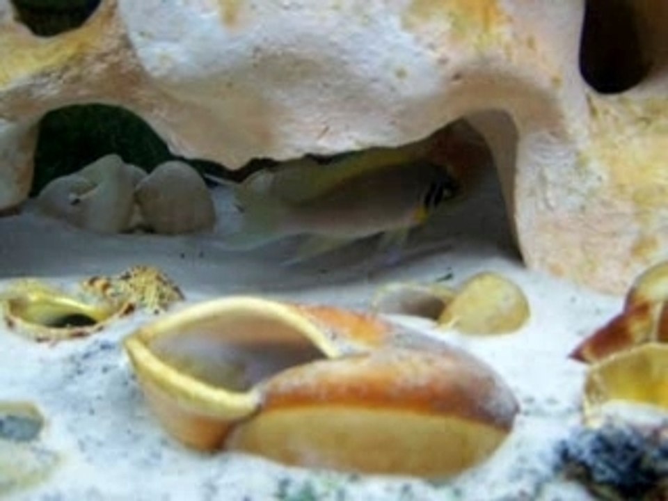 poisson xav