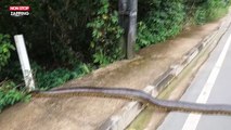 Thaïlande : un énorme anaconda traverse la route (vidéo)