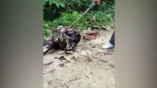 Watch Video: Men rescue a dog from python's grip