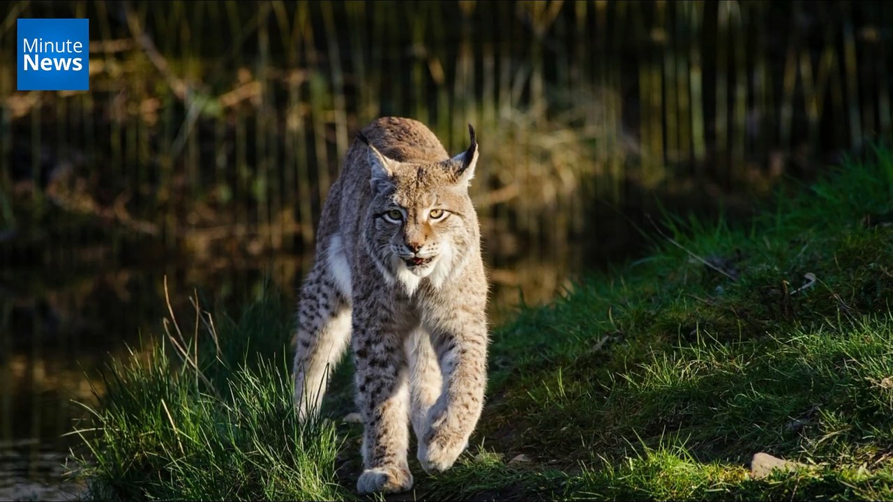 Le lynx fait son grand retour en Grande-Bretagne, après 1300 ans d'absence !