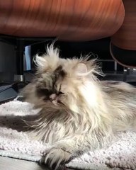 how your cat look like after wake up