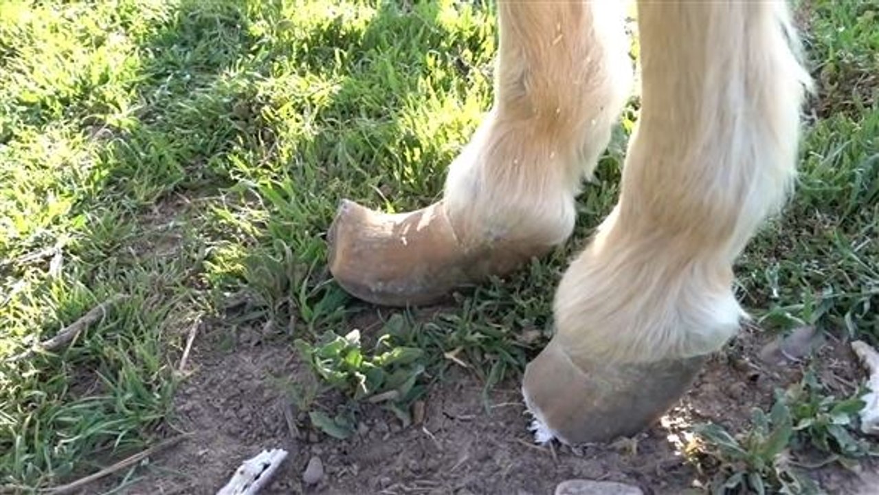 Hufrehe: Dieses Pony wird im letzten Moment gerettet