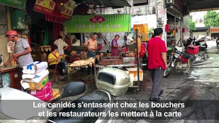 Chine: le ragoût au toutou mijote malgré la mobilisation