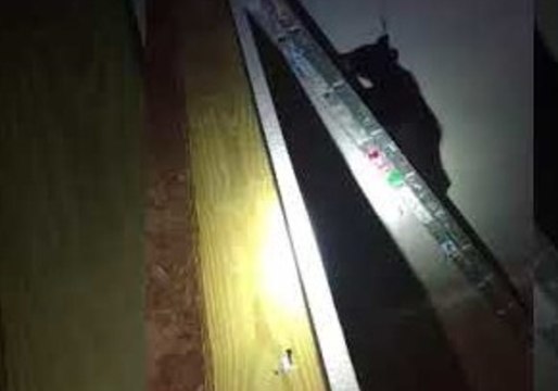 Bear Cub Climbs Ladder to Reunite With Mother in Wisconsin