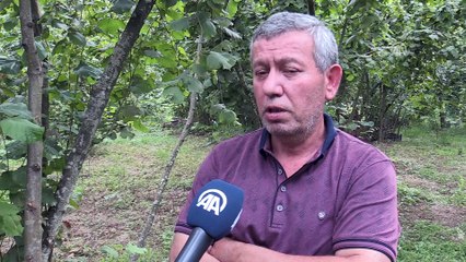 'Şiddetli fırtına ve yağış fındığa zarar verdi' - DÜZCE