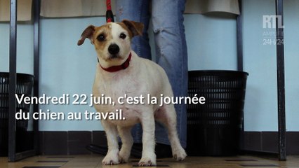 Journée mondiale du chien au travail : une entreprise les accueille au quotidien