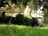 Gorilla Playing Pranks With The Cleaner Guys