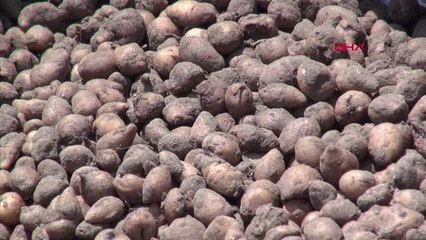 Samsun Orkide Bitkisi, Tarlada Kilosu 50 TL'den Satıldı