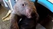Carer Juggles Two Adorable Wombats in New South Wales, Australia