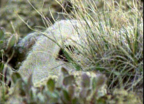 Vadvilág - 09 - A farkas