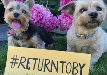 Dogs Join in Social Media Campaign to Find Stolen Rescue Mutt