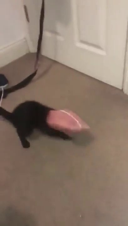 La tête coincée dans un sac, ce chat devient fou !