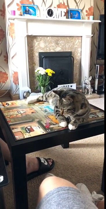 Mauvais joueur ce chat vire toutes les pièces du jeu de société !