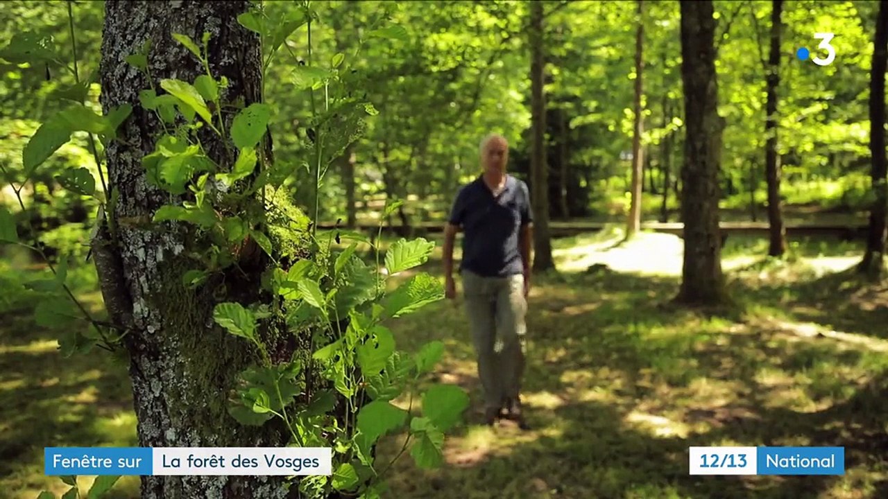 Découverte : l'histoire de l'industrie du bois dans la forêt des Vosges
