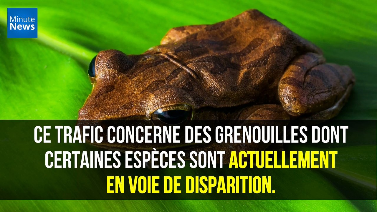 Le trafic de grenouilles remporte un incroyable succès en Amérique du Sud...