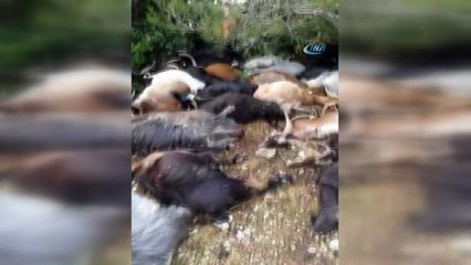Manisa'daki yıldırım sonucu 105 keçi telef oldu
