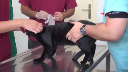 Sivas Kalçası Çıkan 'Gece' İsimli Kediye Hassas Operasyon Hd