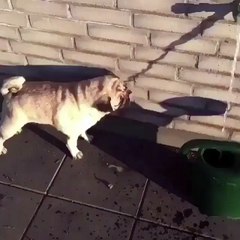 little dog park outside the house