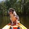 dog in the boat and afraid of water
