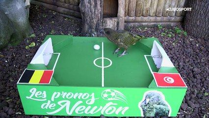 Le prono de Newton : Belgique - Tunisie, un choix délicat pour notre kéa