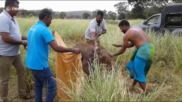 Adorable baby elephant rescued from well in Sri Lanka