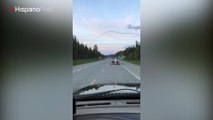 Una batalla de osos obligó a cortar una carretera en Canadá durante unos minutos