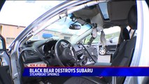 Bear Breaks In, Causes $17K in Damage to Car in Colorado