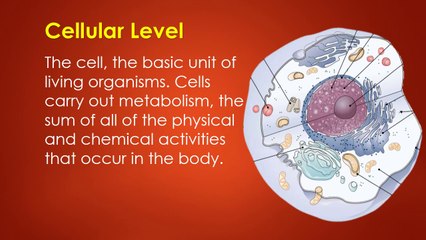 Lesson No. 02 Level Of Structural Organization (Human Body)