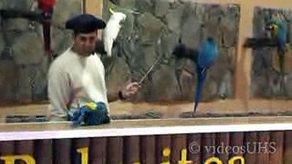 Have you ever seen parrots like this