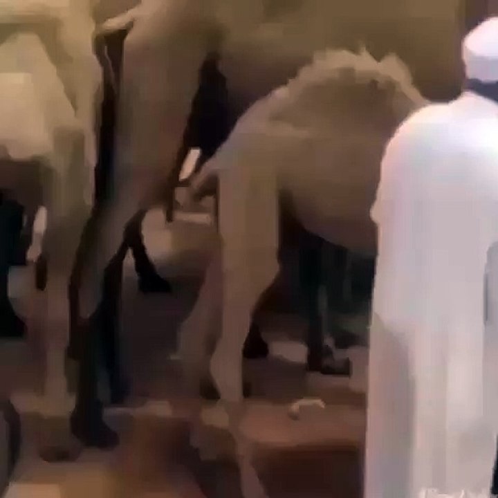 Man vs Camel