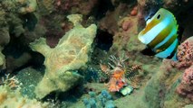 Frogfish Dines on Lionfish