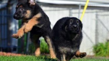german shepherd k9 police puppies