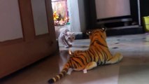 Ce chat n'est pas fan des peluches tigre...