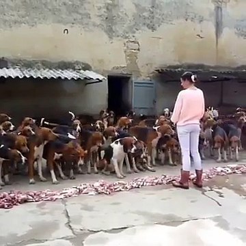 Elle dresse et maitrise plus de 50 chiens de chasse... Joli