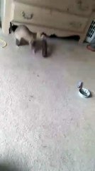 When Your Ferret Grabs the Wrong Toy