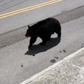 Bear Takes a Stroll Through Town
