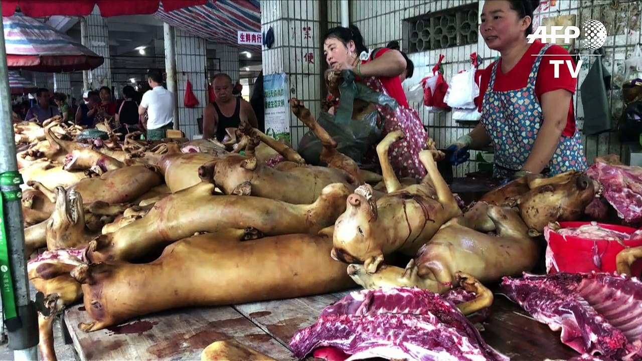 Festival das carnes