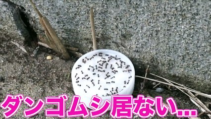 田舎のアリに砂糖あげたら量が半端ない!! 【放置】&井戸水出たぞー　PDS