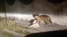 Jaguar caza a perro en Guadalajara Mexico, jaguar & dog.