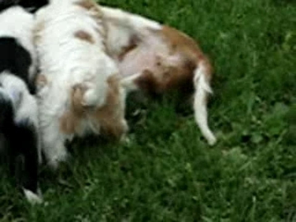 CHIENS CAVALIERS KING CHARLES