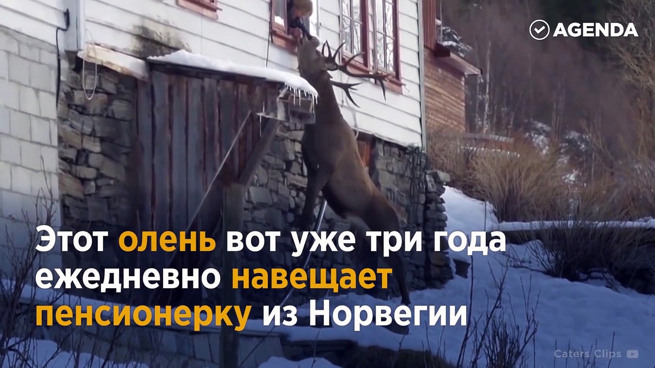 Дружба с оленем