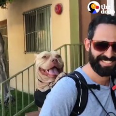 ESTE PIT BULL'S  ES UN ENCANTO