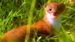 weasel facts  Black Brown White -  weasel photos pictures