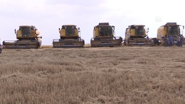 Yağışlar Buğday Gelişimini Olumsuz Etkiledi