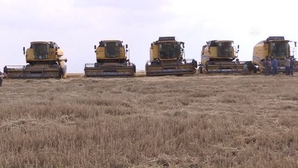 Yağışlar Buğday Gelişimini Olumsuz Etkiledi"