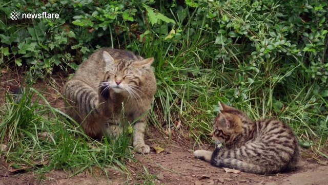 Rare Scottish wildcat kittens born at Edinburgh Zoo