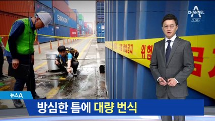 대량 번식한 붉은불개미…내륙 확산되나 불안