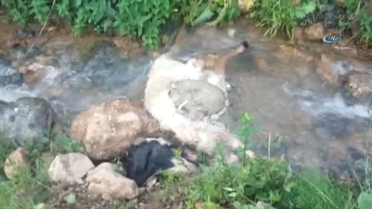 Sürüden Ayrılan Koyunlara Kurtlar Saldırdı, 40'ı Telef Oldu