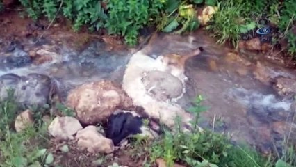 Sürüden ayrılan koyunlara kurtlar saldırdı, 40'ı telef oldu