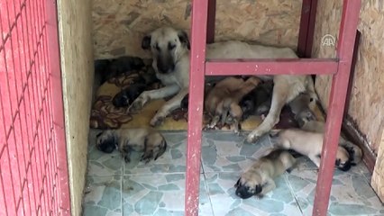 Barınaktaki köpek, 15 yavruya annelik yapıyor - EDİRNE